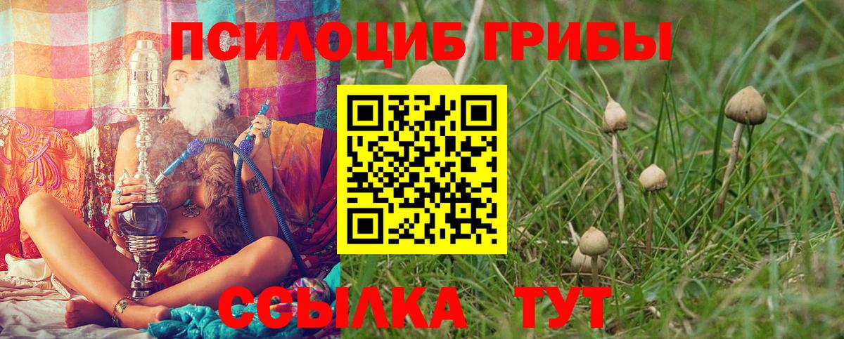 Заволжье  Псилоцибиновые грибы мицелий  Вход с VPN 